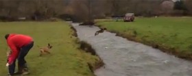 Hund hoppar över en å