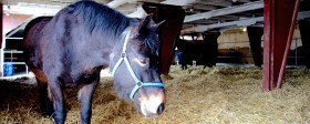 Active stable ger friskare hästar